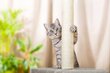Kačių draskyklė Benek, 102 cm kaina ir informacija | Draskyklės | pigu.lt