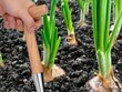 Smeigtukas augalų sodinimui цена и информация | Sodo įrankiai | pigu.lt