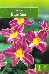 Viendienės Blue Sea kaina ir informacija | Gėlių svogūnėliai | pigu.lt