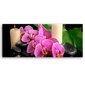 Reprodukcija Orchidėjos kaina ir informacija | Reprodukcijos, paveikslai | pigu.lt
