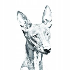 Собака фараона Подставка для ручек, подсвечник цена и информация | Kanceliarinės prekės | pigu.lt