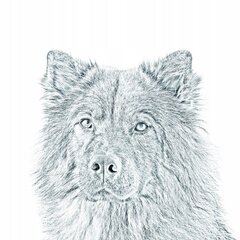 Raišklių laikiklis Eurasier kaina ir informacija | Kanceliarinės prekės | pigu.lt