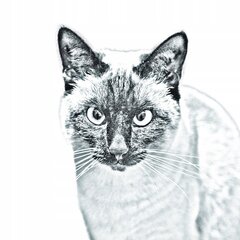 Сиамская кошка Подставка для ручки, подсвечник цена и информация | Kanceliarinės prekės | pigu.lt