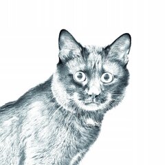 Raišklių laikiklis Garbanotas katinas Bobteilas kaina ir informacija | Kanceliarinės prekės | pigu.lt