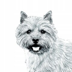 Подставка для ручки Norwich Terrier, подсвечник цена и информация | Kanceliarinės prekės | pigu.lt