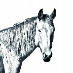 Лошадь пустыни Намиб Подставка для ручек, подсвечник цена и информация | Kanceliarinės prekės | pigu.lt