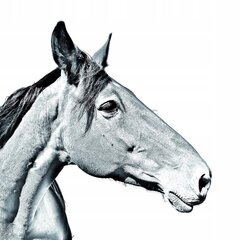 Баскская горная лошадь Подставка для ручек, свечи цена и информация | Kanceliarinės prekės | pigu.lt