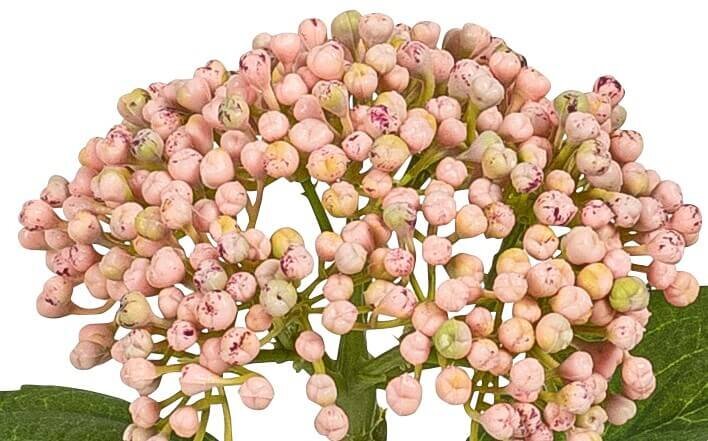 Dirbtinė didžialapė hortenzija, 32cm kaina ir informacija | Dirbtinės gėlės | pigu.lt