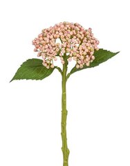 Dirbtinė didžialapė hortenzija, 32cm kaina ir informacija | Dirbtinės gėlės | pigu.lt