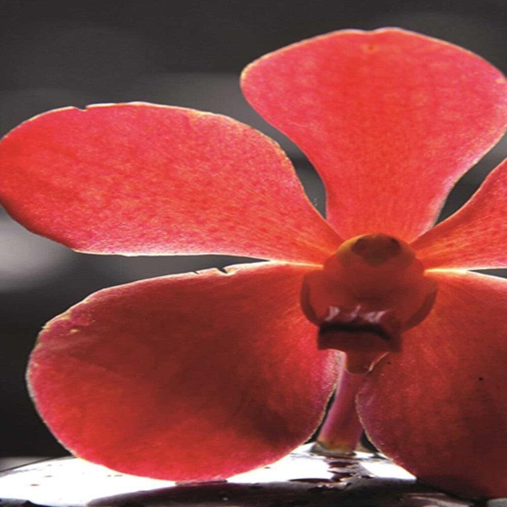 Pertvara Raudona orchidėja ir zen kaina ir informacija | Širmos, kambario pertvaros | pigu.lt