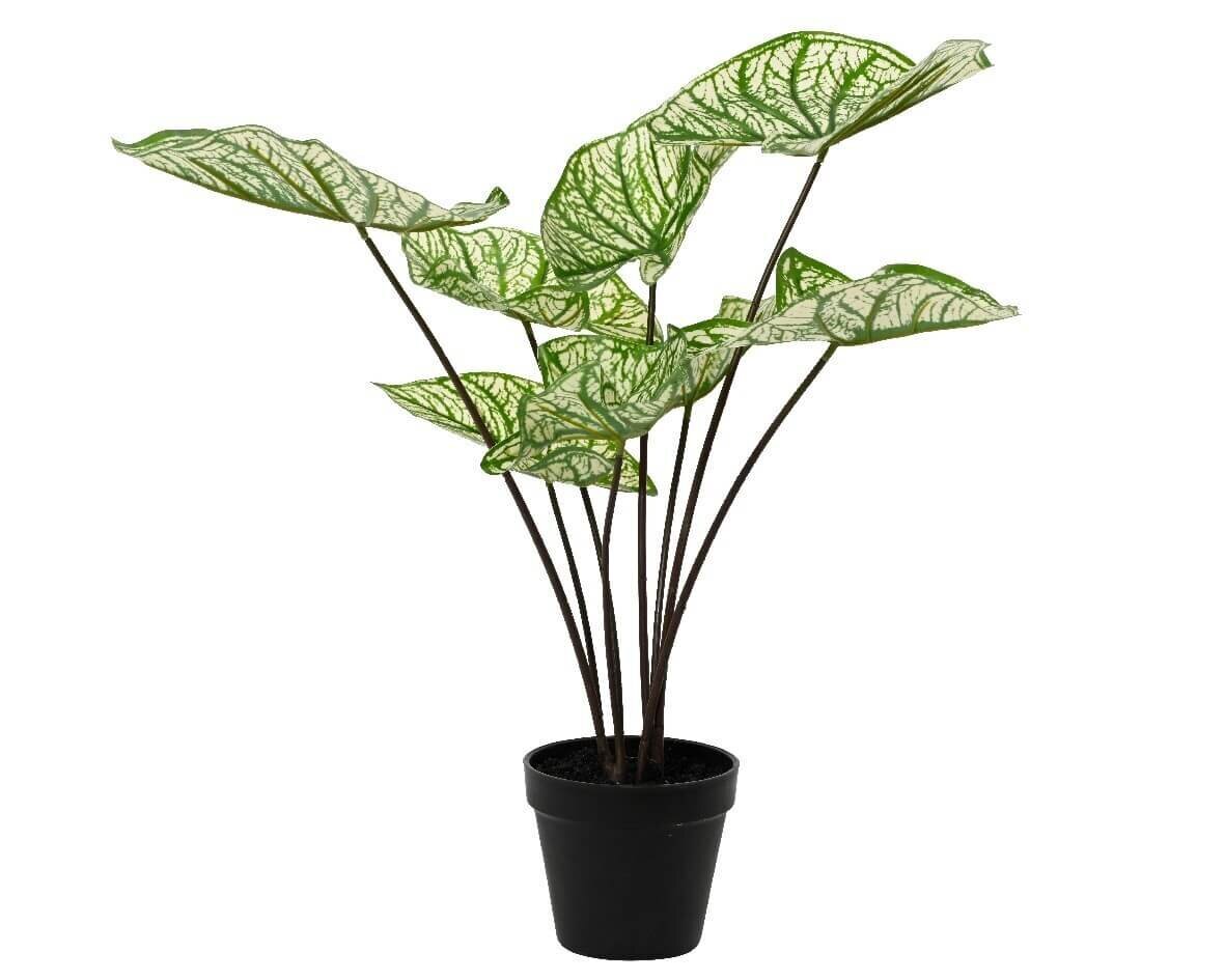 Dirbtinis augalas vazone Kaladis kaina ir informacija | Dirbtinės gėlės | pigu.lt