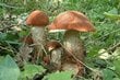 Tikrasis raudonviršis Mycelium цена и информация | Daržovių, uogų sėklos | pigu.lt