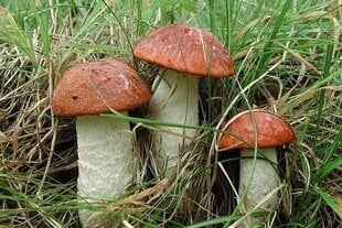 Tikrasis raudonviršis Mycelium kaina ir informacija | Daržovių, uogų sėklos | pigu.lt