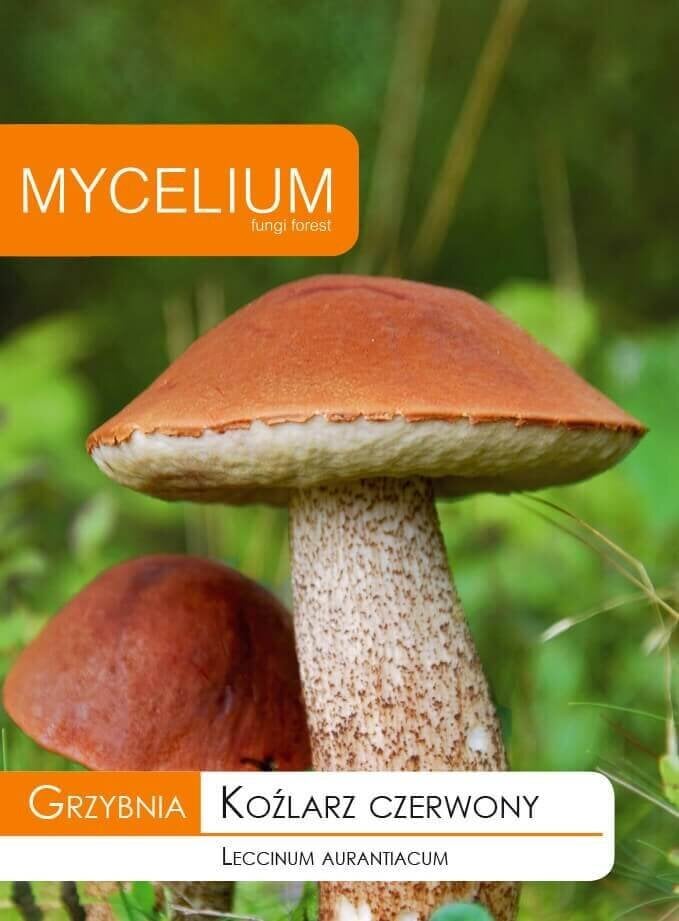 Tikrasis raudonviršis Mycelium kaina ir informacija | Daržovių, uogų sėklos | pigu.lt