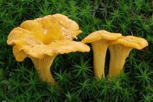 Valgomoji voveraitė Mycelium цена и информация | Семена овощей, ягод | pigu.lt