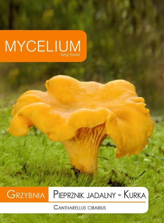 Valgomoji voveraitė Mycelium kaina ir informacija | Daržovių, uogų sėklos | pigu.lt