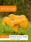 Valgomoji voveraitė Mycelium kaina ir informacija | Daržovių, uogų sėklos | pigu.lt