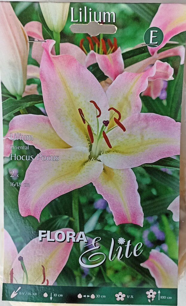 Lelijos Hocus Pocus kaina ir informacija | Gėlių svogūnėliai | pigu.lt