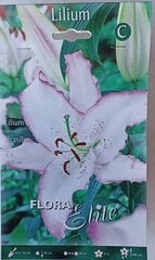 Восточные лилии Brasilia, 2 шт. Flora Elite цена и информация | Луковицы цветов | pigu.lt