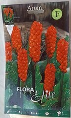 Arum italicum 3 шт Flora Elite цена и информация | Луковицы цветов | pigu.lt