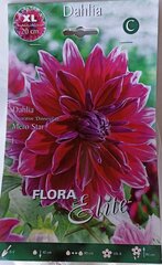 Jurginai Mero Star Flora Elite kaina ir informacija | Gėlių svogūnėliai | pigu.lt