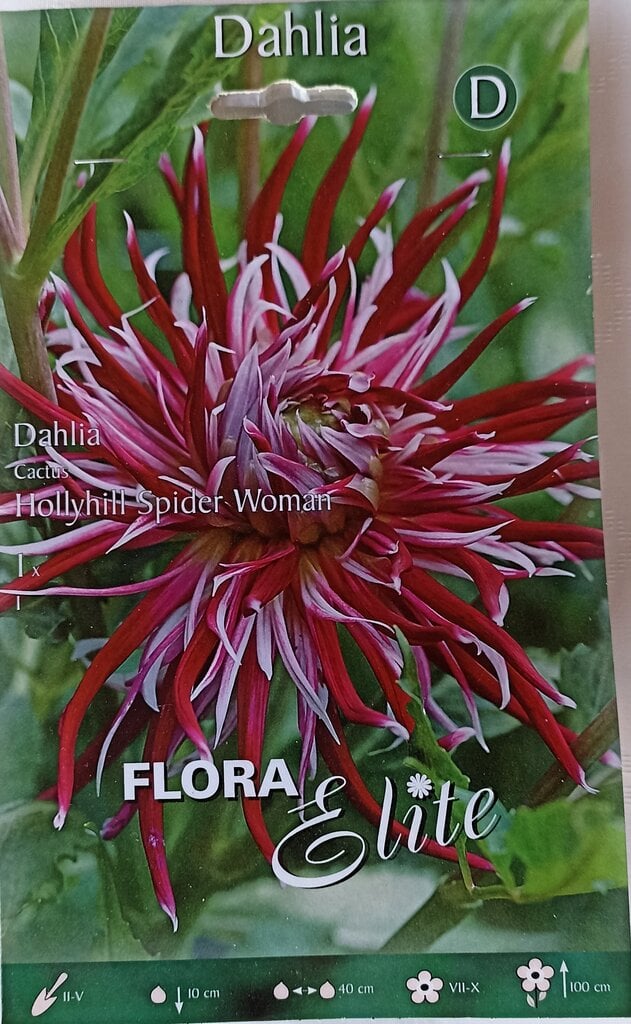 Jurginai Hollyhill Spider Woman Flora Elite kaina ir informacija | Gėlių svogūnėliai | pigu.lt