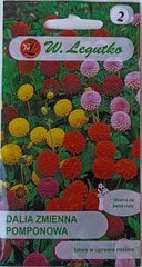Георгина W. Legutko цена и информация | Семена цветов | pigu.lt