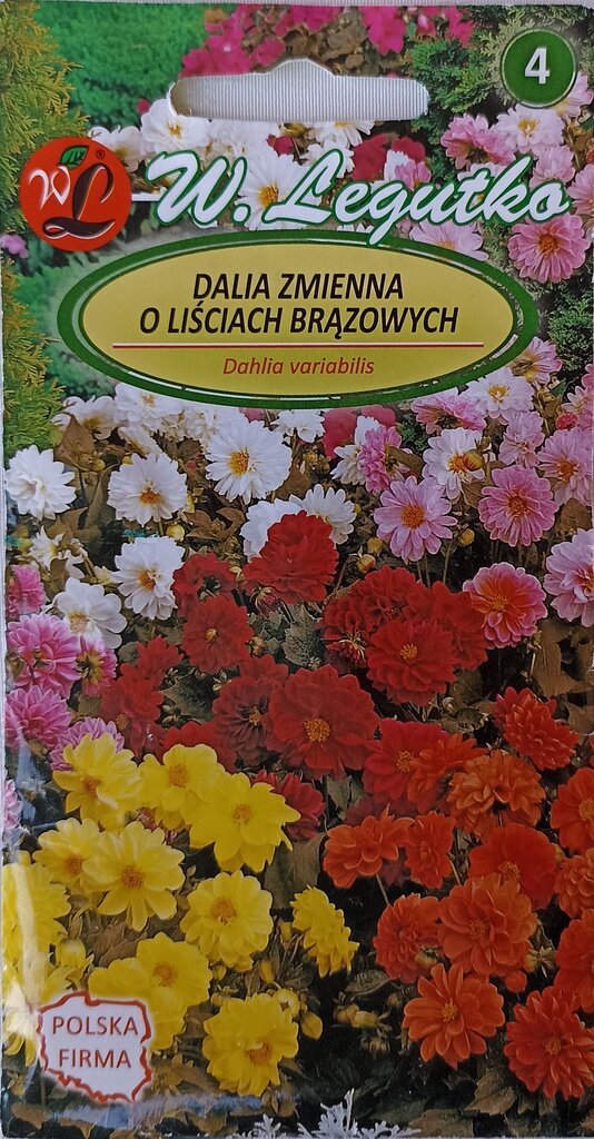 Didžiagraižiai jurginai su rudais lapais W.Legutko цена и информация | Gėlių sėklos | pigu.lt