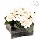 Gėlių vazonas, 15x8.3cm kaina ir informacija | Vazonai | pigu.lt