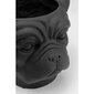 Kare Design vaza Bulldog Black, 37.5 cm kaina ir informacija | Vazos | pigu.lt