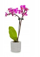 Gėlių vazonas Polnix 20 cm x 20 x 20 cm skersmuo 20 cm keraminis pilki ir sidabriniai atspalviai цена и информация | Горшки | pigu.lt