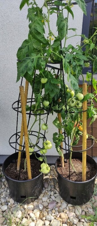 Vazonų Tomato Grower rinkinys, 2 vnt., 29,5x115 cm kaina ir informacija | Vazonėliai daiginimui ir persodinimui | pigu.lt