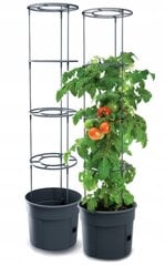 Vazonų rinkinys Prosperplast Tomato Grower, 6 vnt., 29,5x115,2 cm kaina ir informacija | Vazonai | pigu.lt