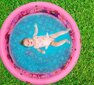 Pripučiamas baseinas MalPlay, 110x38 cm kaina ir informacija | Vandens, smėlio ir paplūdimio žaislai | pigu.lt