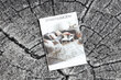Rugsx kilimas Silver Tronko 120x650 cm kaina ir informacija | Kilimai | pigu.lt