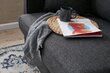 Sofa-lova Eva, pilka kaina ir informacija | Sofos | pigu.lt