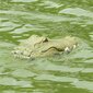 Nuotoliniu būdu valdoma plaukiojanti krokodilo galvos imitacija Flytec kaina ir informacija | Žaislai berniukams | pigu.lt