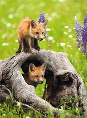 Dėlionė Ravensburger Curious Foxes, 300 d. kaina ir informacija | Dėlionės (puzzle) | pigu.lt