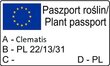 Raganė Westerplatte kaina ir informacija | Gyvos gėlės | pigu.lt