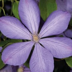 Clematis Mrs Cholmondeley 1L kaina ir informacija | Gyvos gėlės | pigu.lt