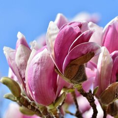 Magnolia Betty 2L kaina ir informacija | Gyvos gėlės | pigu.lt