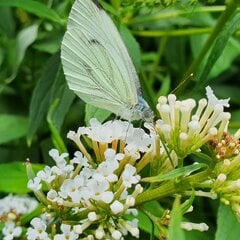 Buddleia Davidii Nanho White 2L kaina ir informacija | Gyvos gėlės | pigu.lt