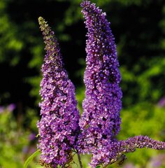 Buddleia Davidii Empire Blue 2L kaina ir informacija | Gyvos gėlės | pigu.lt