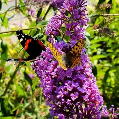 Buddleia Davidii Empire Blue 2L kaina ir informacija | Gyvos gėlės | pigu.lt