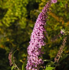 Buddleja Davidii Pink Delight 2L kaina ir informacija | Gyvos gėlės | pigu.lt