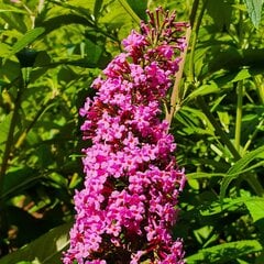 Buddleja Davidii Pink Delight 2L kaina ir informacija | Gyvos gėlės | pigu.lt