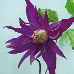 Clematis Purple Spider 1L kaina ir informacija | Gyvos gėlės | pigu.lt