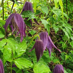 Clematis Purple Spider 1L kaina ir informacija | Gyvos gėlės | pigu.lt