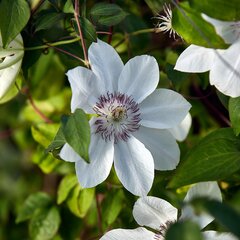 Clematis Motina Urszula Ledóchowska 1L kaina ir informacija | Gyvos gėlės | pigu.lt