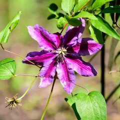 Clematis Akaishi 1L kaina ir informacija | Gyvos gėlės | pigu.lt